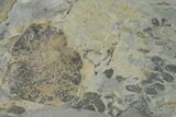 Fossil Fern (Neuropteris & Macroneuropteris) Plate - Kentucky #158736-1